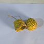 Raffia Earring